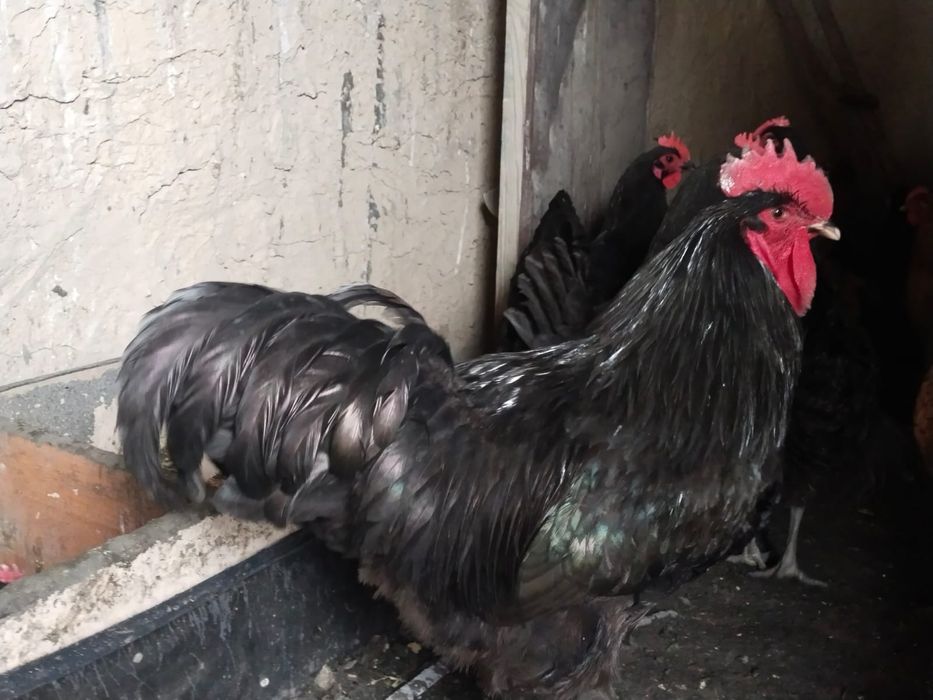 Инкубационные яйца Джерсиски Гигант