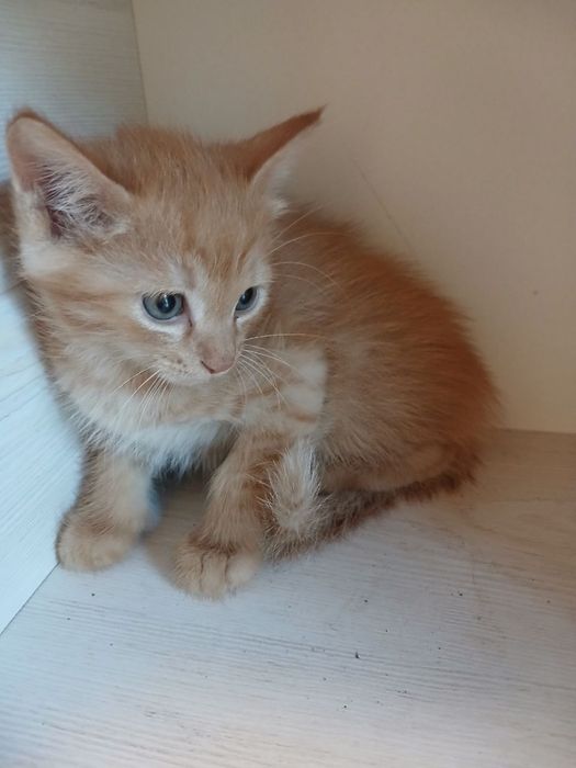 Отдаем котят бесплатно!
