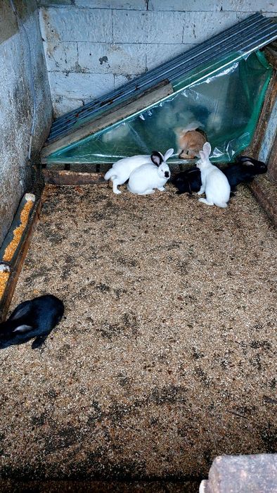 Vând Iepuri Uriași de Transilvania și Hicole Francez