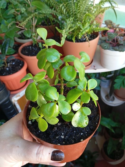 Продам комнатные растения