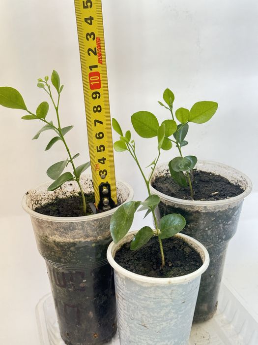 Продам растение мурайю