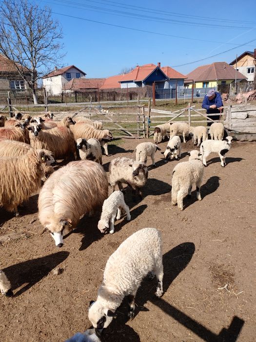 Oi tinere cu miel, de vanzare