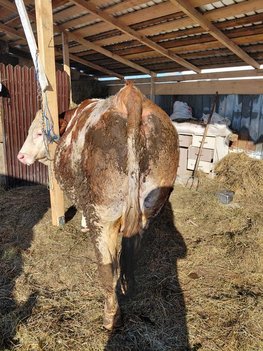 Vând vaca gestanta urgent