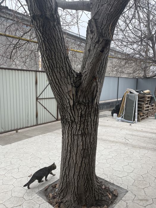 Продам дерево Орех огромный большой на доски и дрова!