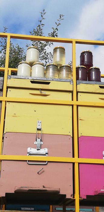 Miere rapiță, mentă, mană.