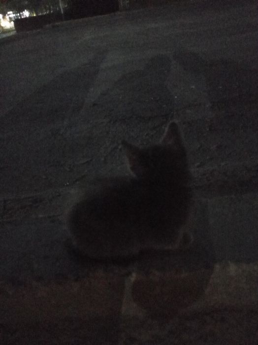 Котёнок 1,5 месяца