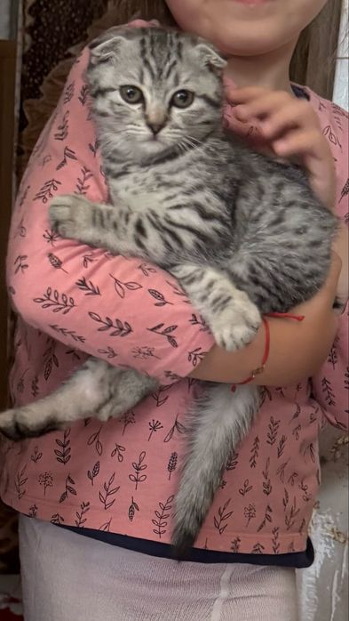 Pisicuta scottish fold
