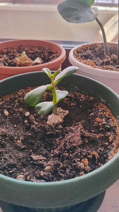 Продам денежное дерево "толстянка"