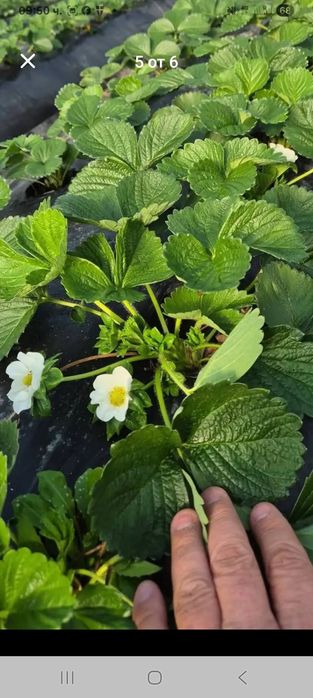 Продавам ягооди и малини расат