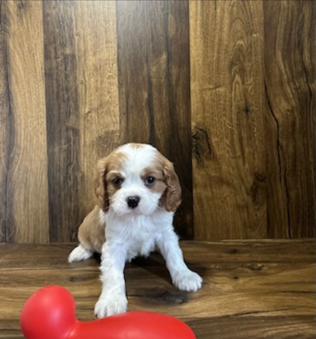 Cavalier King Charles