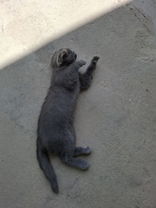 Продаётся котёнок Scottish Fold
Очень милый и умный котёнок Sco