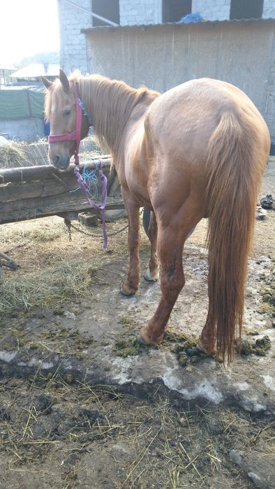 Vand Armasar Varsta 12 Ani