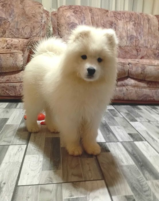 Cățelușa Samoyed 3luni pedigree A
