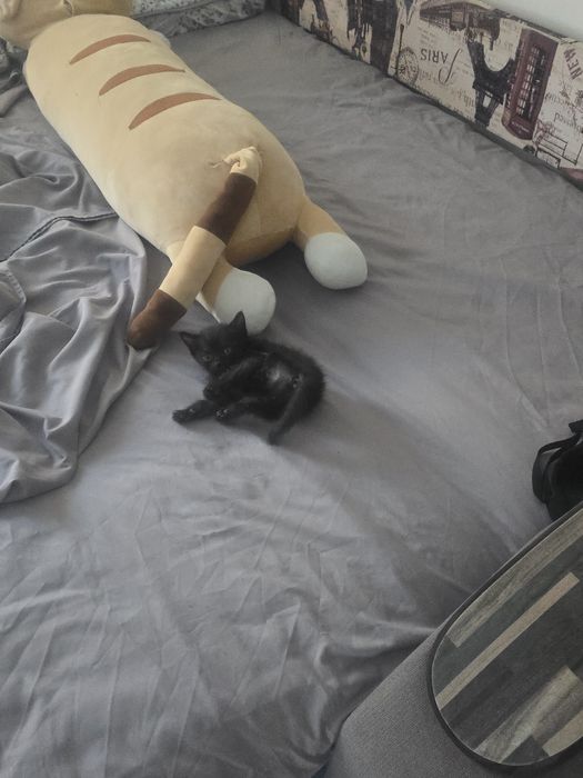 Отдам котят в добрые руки