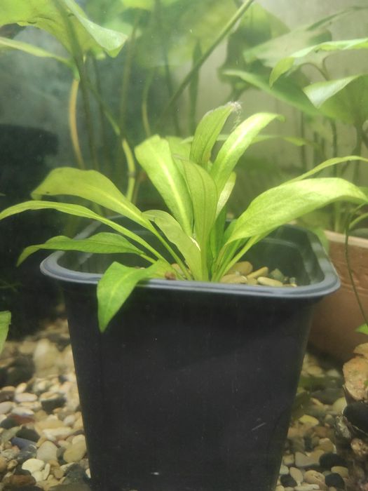 Продам аквариумное растение Эхинодорус амазонка