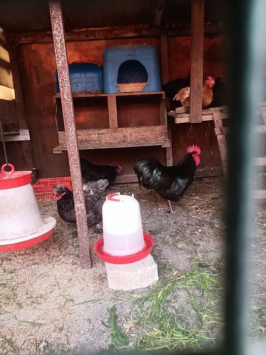 Cocos Australorp negru în vârstă de un an caută locuință nouă