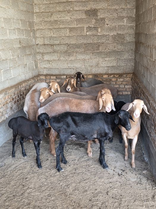 Арашан киргиз баран кучкар ва соликлар бор