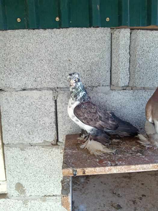 Продаётся челкарь двухчубый весёлый самец