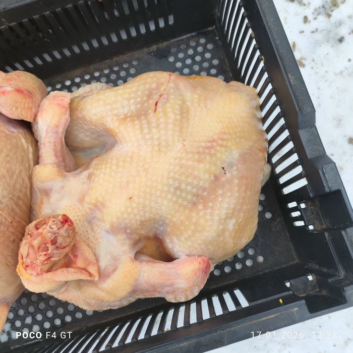 Бройлер мясо птицы тушки құс