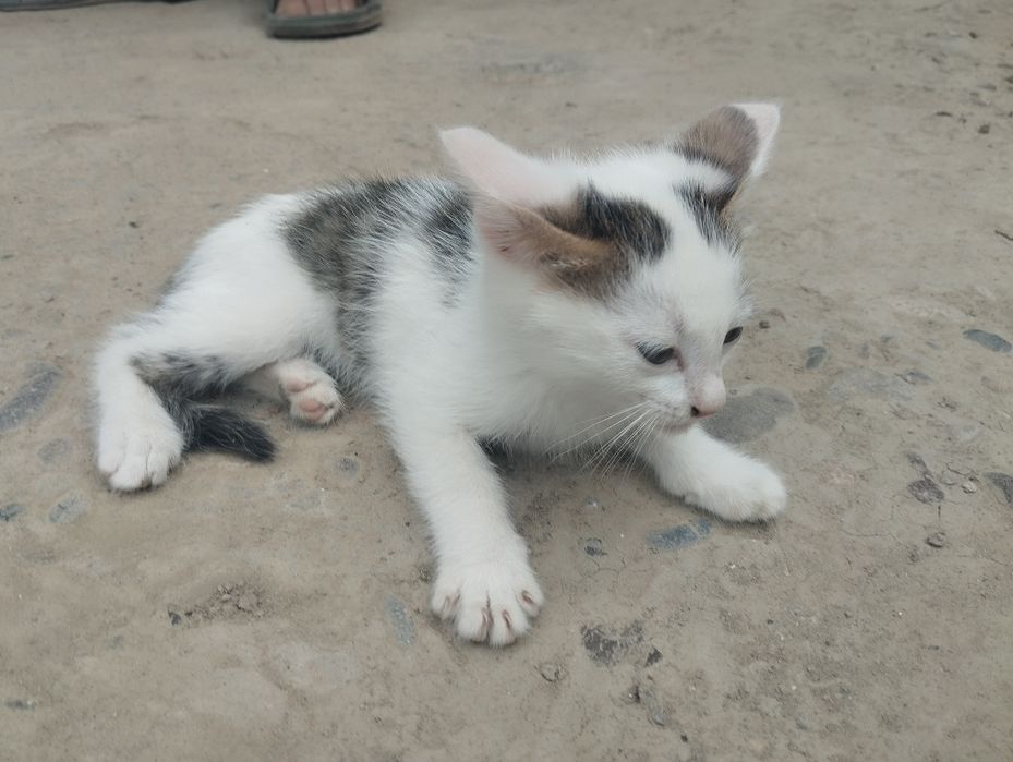 Mushuk bolalari tekinga