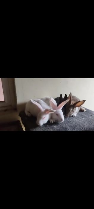 Hycole tineret disponibil!