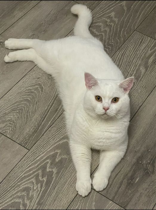 De vanzare motan british