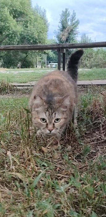 Кошка, стерилизованая, ласковая