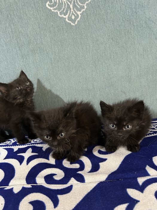 Отдам котят 4 шт