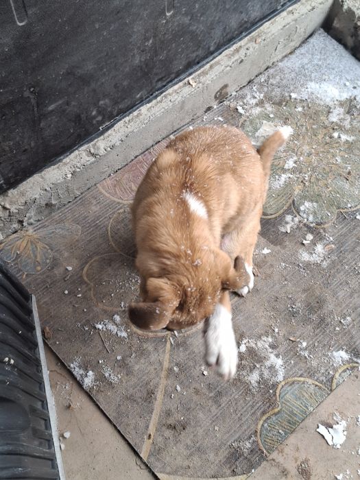 Помесь питбуля с алабаем