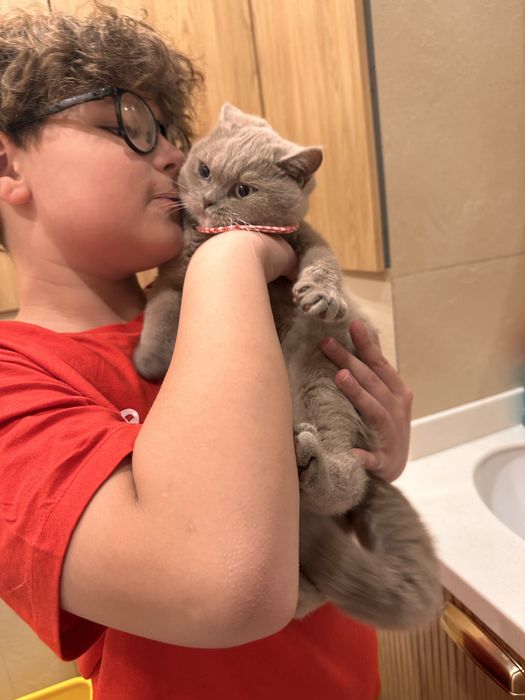 Котятa британские для вас!