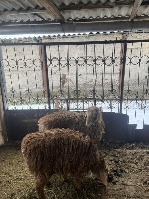 Семіз тоқтылар сатылады