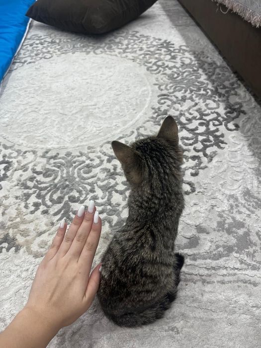 Отдам котёнка в добрые руки