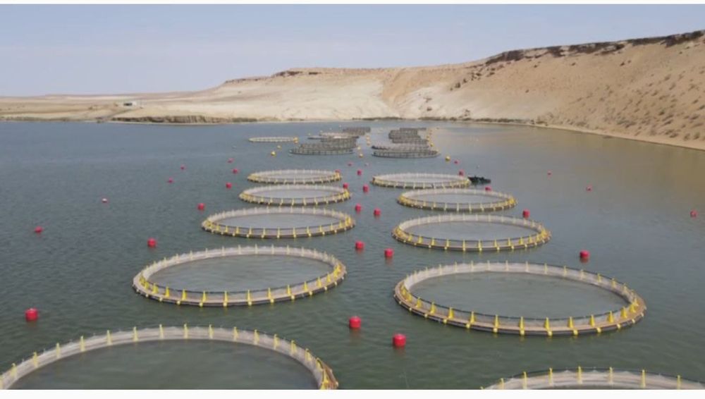 Садок для разведения рыбы. Балки бокиш кафаслари