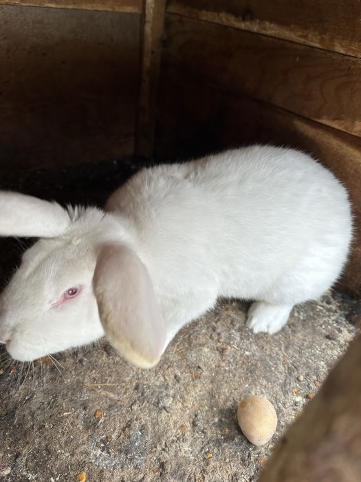 Iepuroaice faine gestante