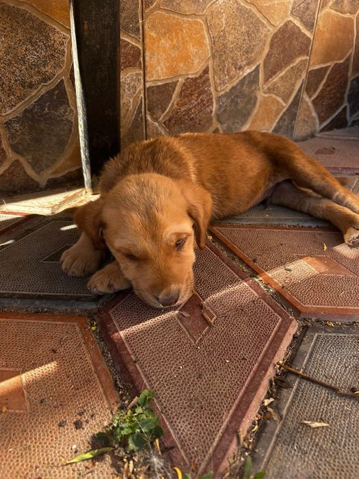Donez cățeluși labrador