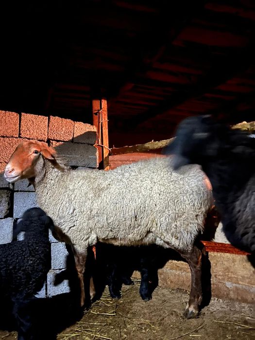 Қозы қозылы қой екеу