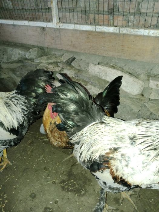 Продам молодой петух