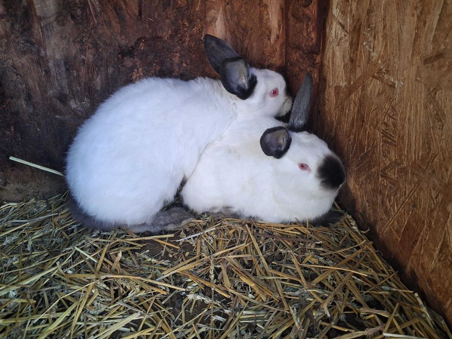 Californian pui si maturi