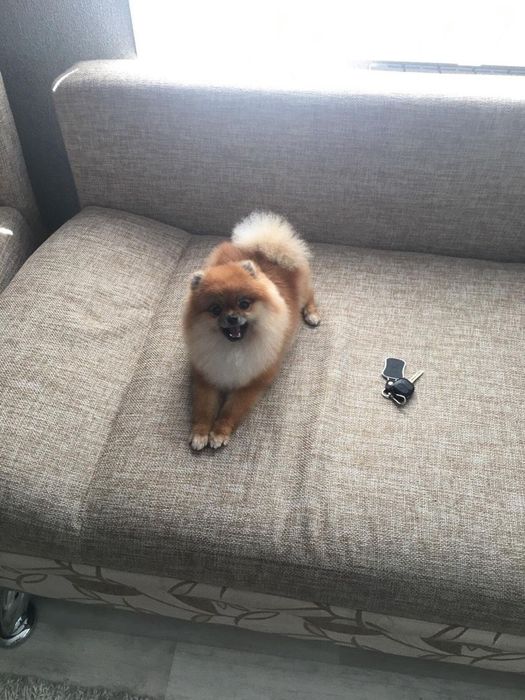 Немецкий мини шпиц