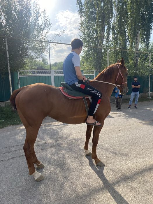 Продом хорошего ездового коня