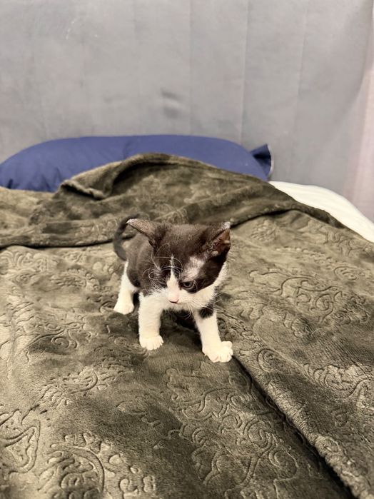 Котенок сфинкс браш