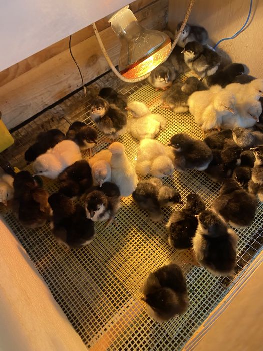 Pui australorp de 1 zi si 7 zile si araucana