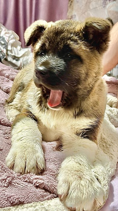 Американская акита