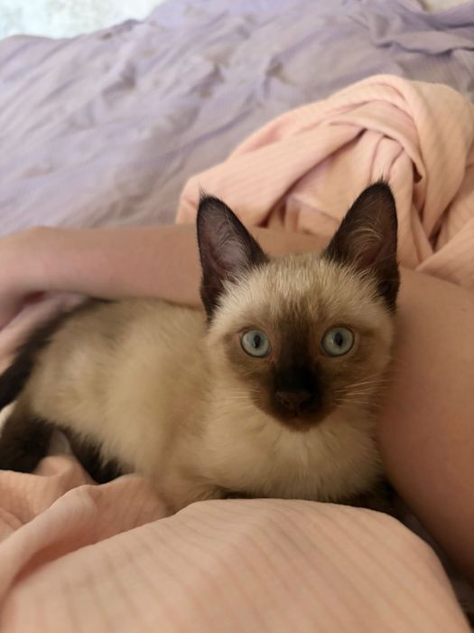 котенок  девочка сиамская
