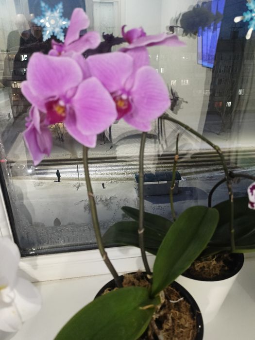 Продам орхидея за 7500 тенге.