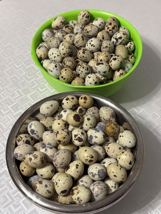 Яйца перепелиные