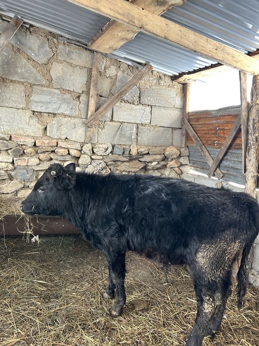 Корова и быки продам