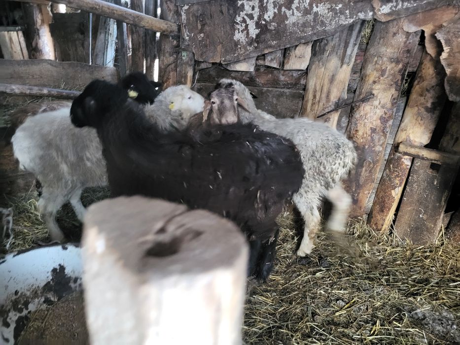 Продам баранов с откорм