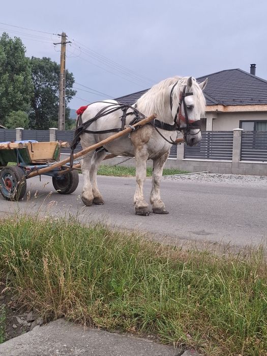 Vand harmasar de 7 ani