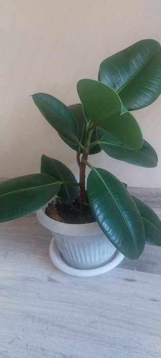 Продам фикус декоративный